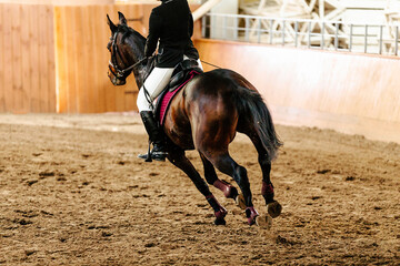 woman rider on blood bay horse in show jumping competition