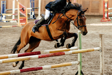 show jumping race brown horse jumping over obstacles