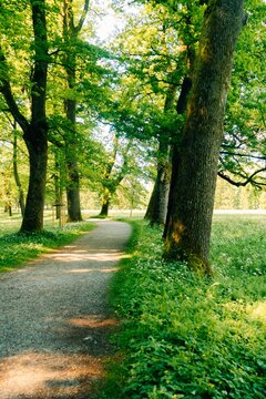 Summer sunny alley in Salzburg, a lot of grass