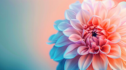 Obraz premium Vibrant dahlia bloom on gradient background