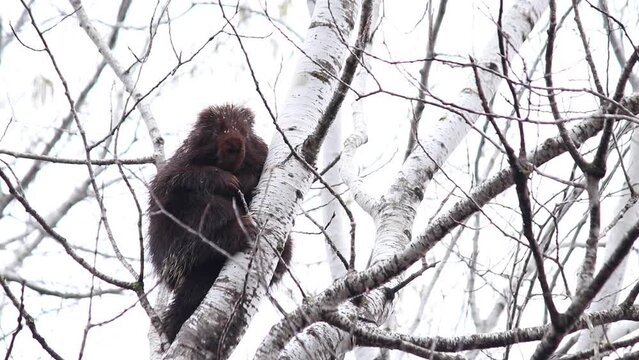 porcupine climbing down poplar tree branch