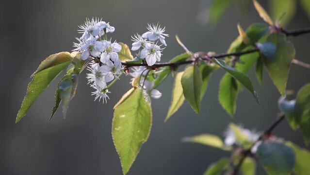 white tree blossoms gently blowing in breeze