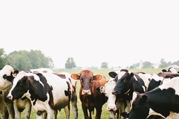 Dairy cow herd stands together on overcast day on the farm