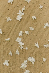 Scattered white plumeria spread on tropical sand