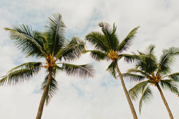 Hawaiian palm trees stand tall in tropical blue skies with clouds