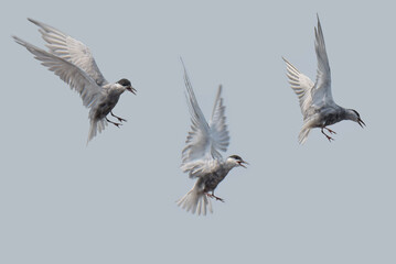Isolated birds on the blue sky color black legged kittiwake or whiskered tern flying action...