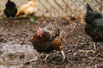 Pet brown chicken in yard with puddle