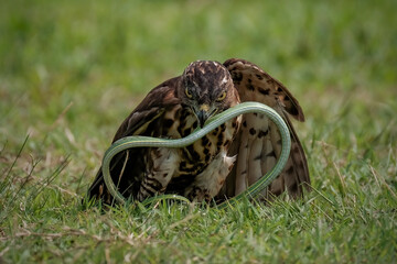 Crested Goshawk bird in the grass