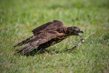 Crested Goshawk bird in the grass