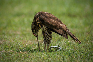 Crested Goshawk bird in the grass