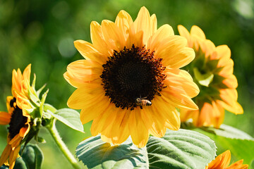 Bright yellow sunflower with a bee collecting nectar in a lush g