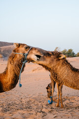 Two dromedaries bicker in the desert.