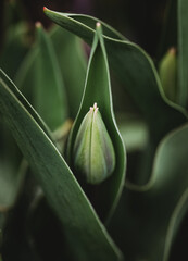 Close up of tulip flower bud emerging from leaves on spring day.