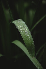 Close up of water droplets beaded on narrow green leaf.