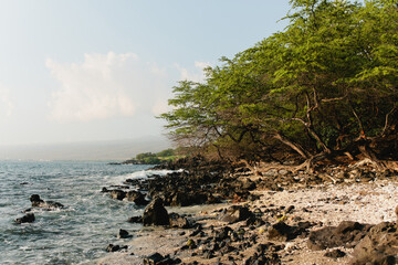 Fototapeta premium Lava rock beach with coral in Hawaii with tropical trees