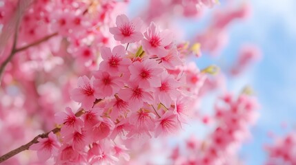 Cherry Blossoms in Full Bloom