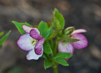 Close up of  purple hellebore flowers blooming in early spring.