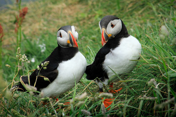 Closeup Pair of Puffins (Fratercula arctica) cliffs Staffa, Scotland