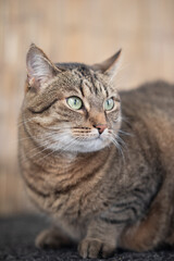 Cat portrait - cat looking to the side