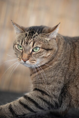 Cat in an attack pose