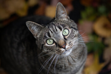Cat looks up into the camera