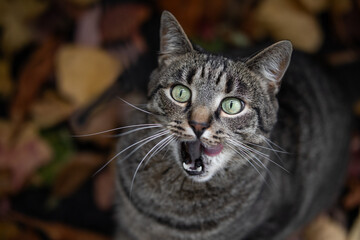 Cat looks up and licks its snout