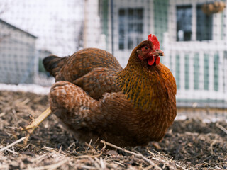 Red hen resting in a fenced backyard farm area