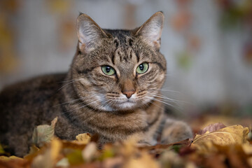 Portrait of a cat looking into the camera