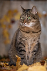 Cat sits in autumn leaves and looks to the side