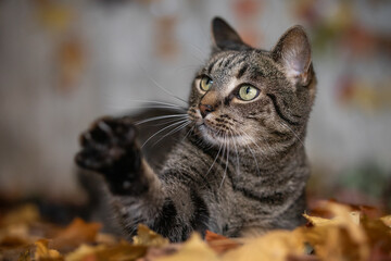 Cat lies in autumn leaves, raises its paw and looks questioningly