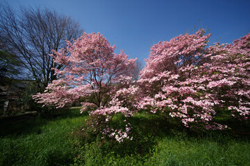 Trees with pink flowers in a park of Novedrate, Brianza, Italy, at springtime