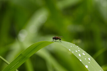 a fly that is sitting on some kind of green leaf