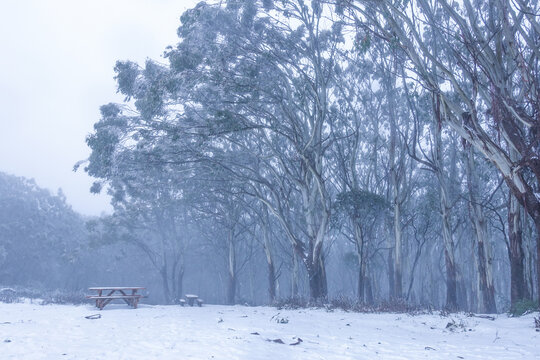 The summit of Mount Donna Buang, with mist and snow covering the ground, picnic tables, and Australian native forest, is the closest snow near Melbourne for snow play and sightseeing.