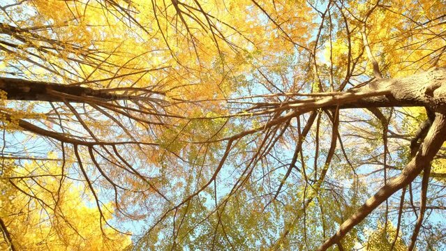 Bottom up view of ginkgo tree in autumn.