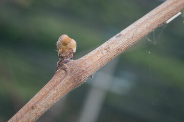 Bud