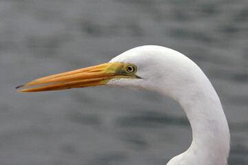 Great white Heron