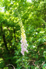 Der Fingerhut (Digitalis) ist eine wunderschöne Blume, die in Farben wie Rosa, Lila und Weiß blüht. Dank zarter Blüten und eleganter Formen ist er ein beliebtes Ziergewächs in Natur, Gärten wie Parks.