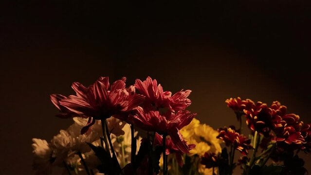 Super slow motion of chrysanthemums on black background. Rotating chrysantens on dark background