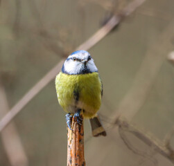 Blue tit bird perched on a branch