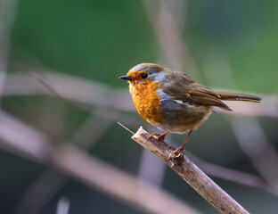 Robin bird sits on a slender tree branch