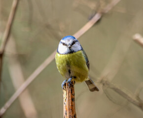Blue tit bird perched on a branch