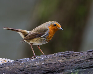 Robin bird sits on a slender tree branch