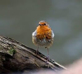Robin bird sits on a slender tree branch
