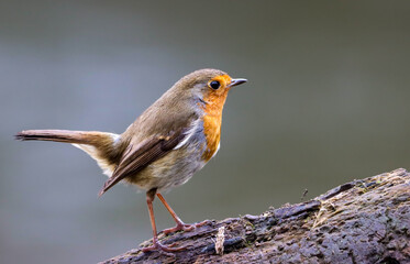 Robin bird sits on a slender tree branch