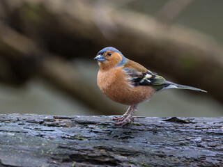 Chaffinch bird resting on a tree branch atop a trunk