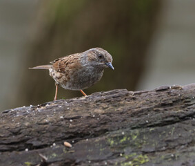 Brown and white Dunnock bird on a wooden post