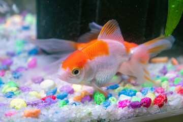 close-up of ornamental fish swimming in the aquarium,