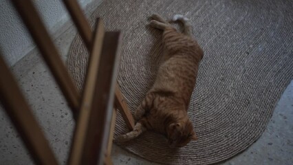 Shot of an orange cat lounging on a jute rug, playfully batting at an easel stand.