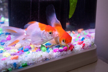 ornamental fish swimming in the aquarium,