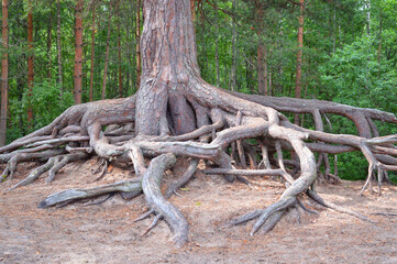 Pine roots in summer forest.